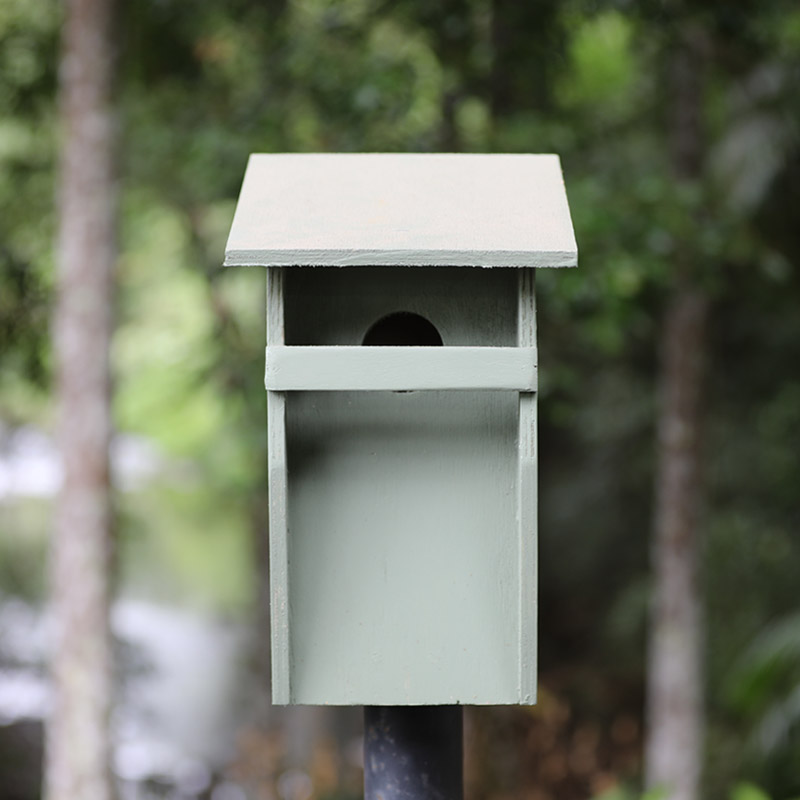 Small Parrot