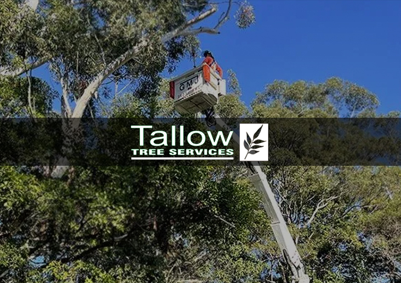 Tallow Tree Service